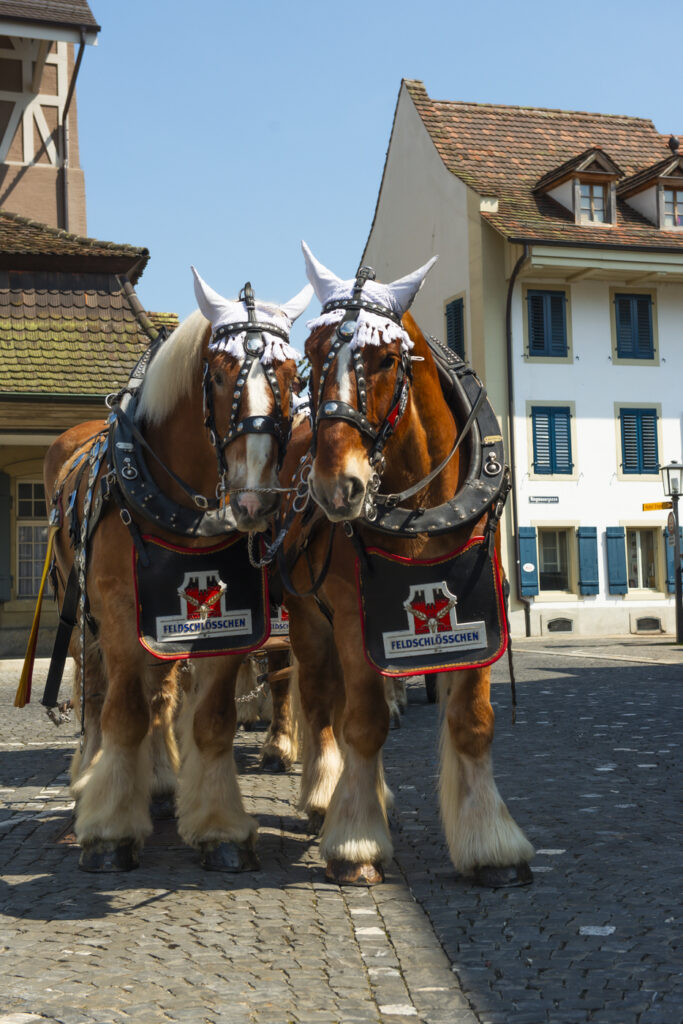 www.schickfotos.chphilip.schick
