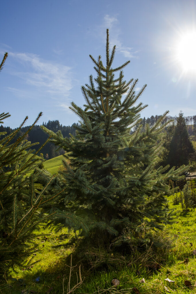 2020-11-14_WälchiWeihnachtsbäume_Bäume_003