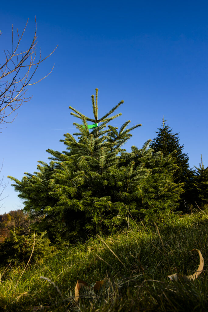 2020-11-14_WälchiWeihnachtsbäume_Bäume_047
