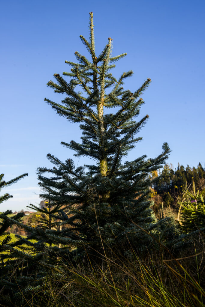 2020-11-14_WälchiWeihnachtsbäume_Bäume_060