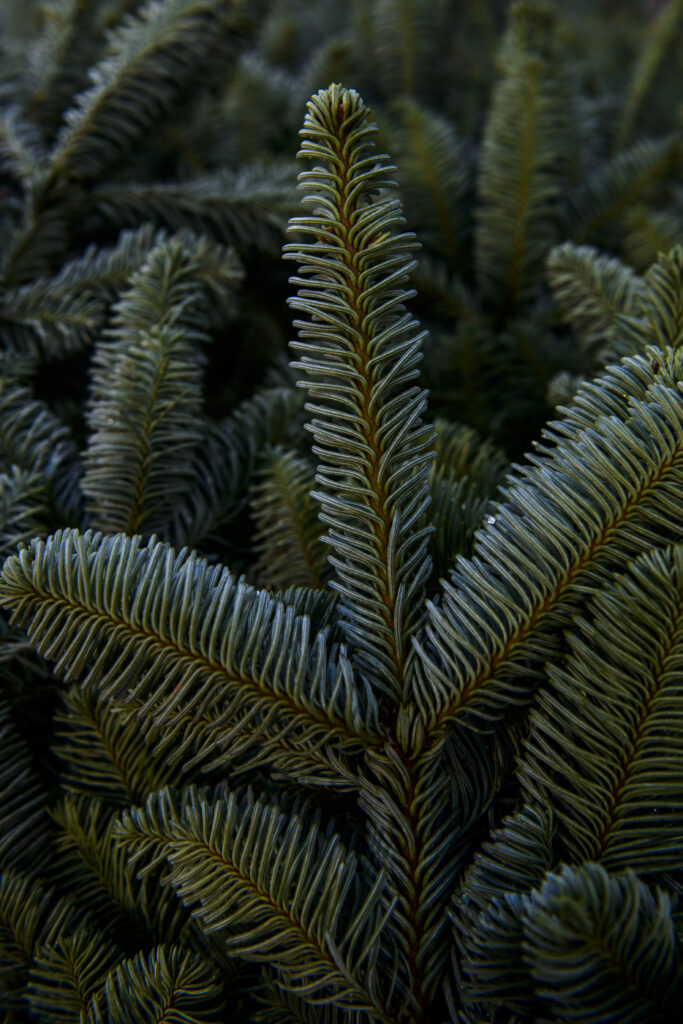 2020-11-14_WälchiWeihnachtsbäume_Deko_120