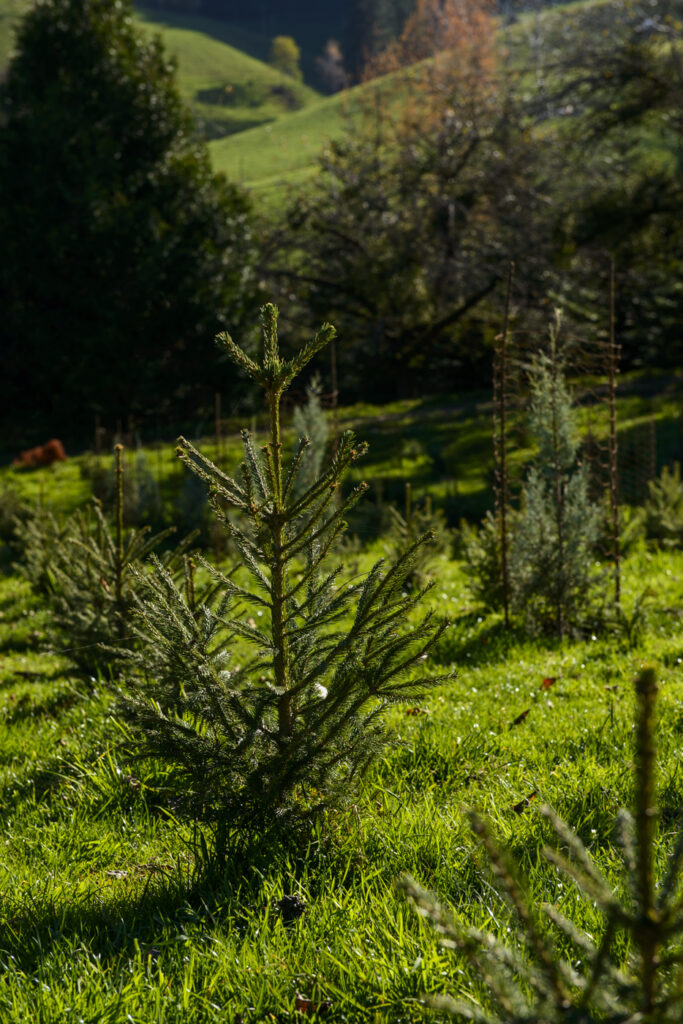 2020-11-14_WälchiWeihnachtsbäume_Stimmungsbilder_021