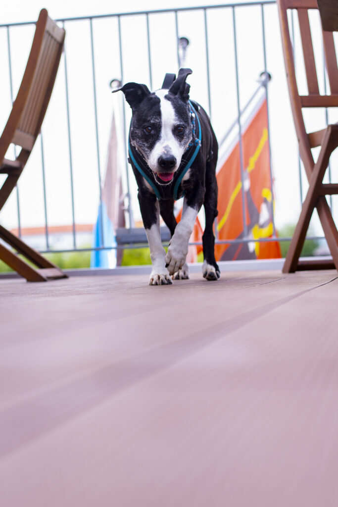 2022-05-22_Adi_Hundegeburtstag_086import
