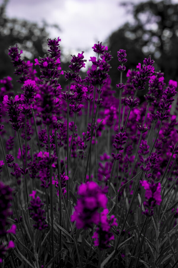 "Lavendel"