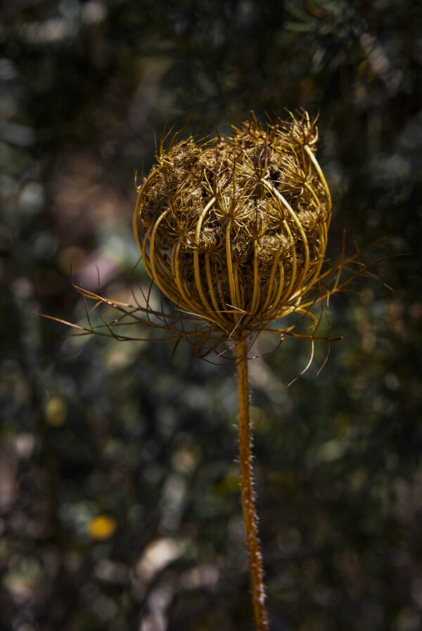 "Mohn"