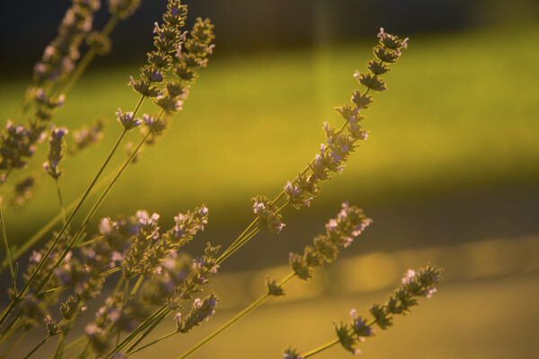 "Lavendel im Sonnenlicht"