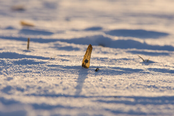 "Wintersamen"