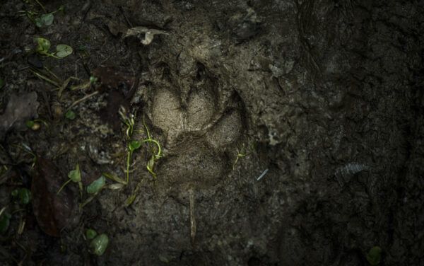 "FOOTPrint"