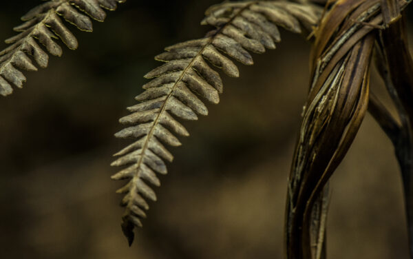 "GoldenLeaf"