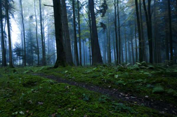 "NebelWald"