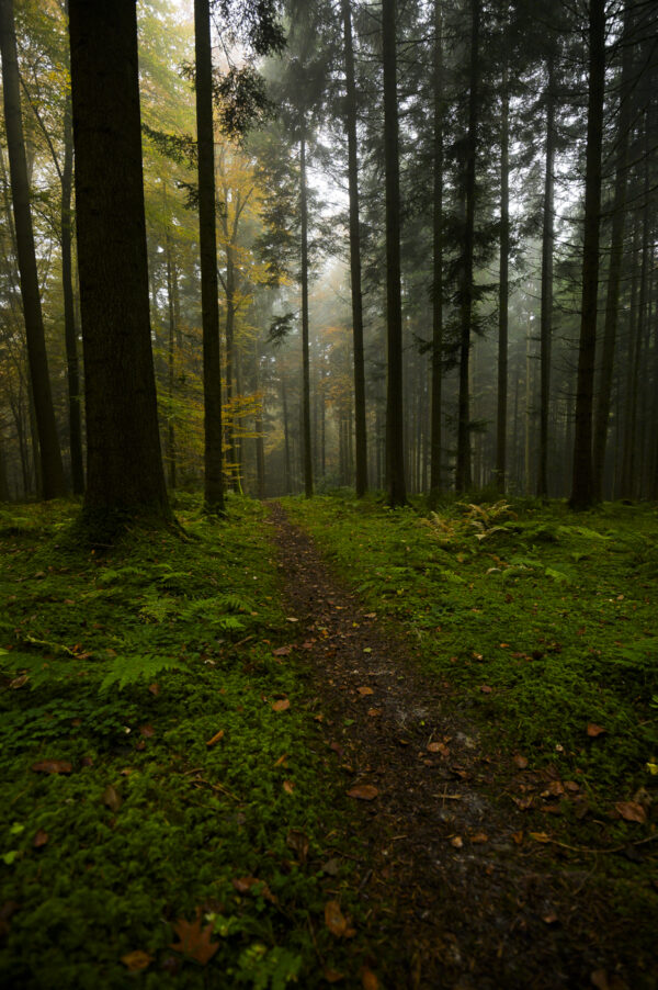 "HerbstWald"