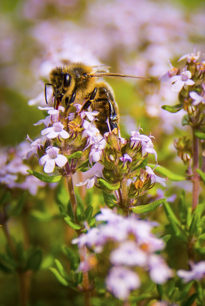 2013-06-15_Bienen_002