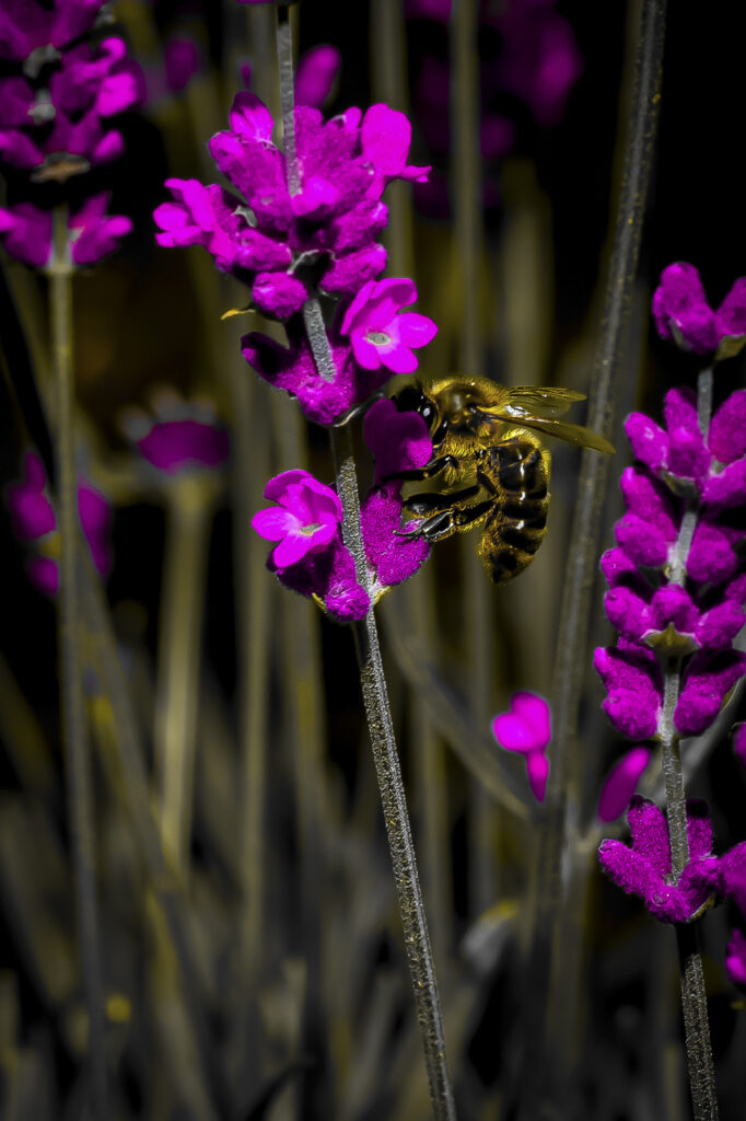 2014-06-29_Oberkulm_007