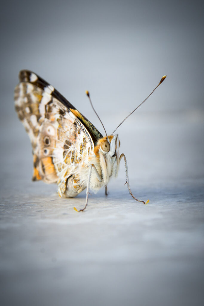 2014-08-05_Sardinien_Possada_021