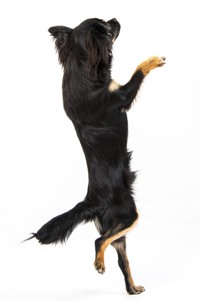 2014-11-15_Geschw. Hänggi & Hundl_008