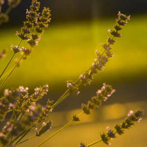 "Lavendel im Sonnenlicht"