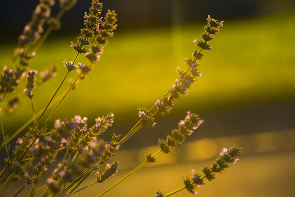 "Lavendel im Sonnenlicht"