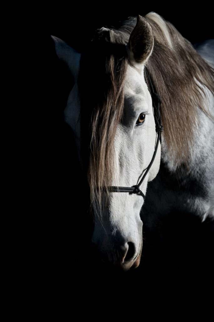 2019-11-26_PferdeFotoshooting_Jaguar_015