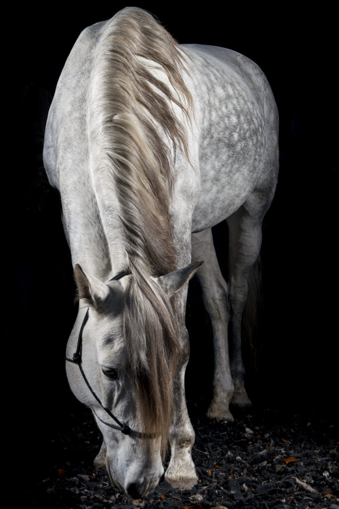 2019-11-26_PferdeFotoshooting_Jaguar_016b