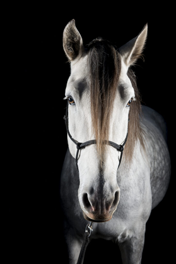 2019-11-26_PferdeFotoshooting_Jaguar_017b