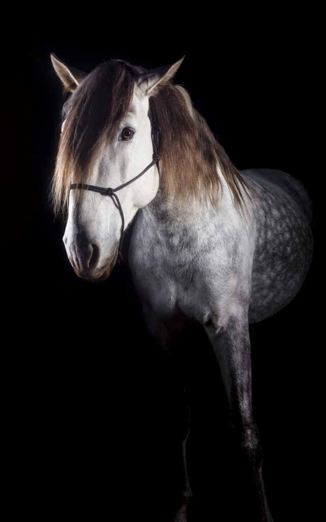 2019-11-26_PferdeFotoshooting_Jaguar_025b