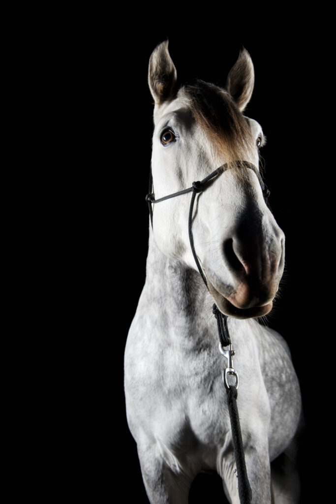 2019-11-26_PferdeFotoshooting_Jaguar_041b