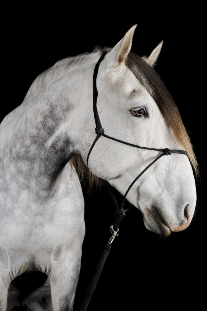 2019-11-26_PferdeFotoshooting_Jaguar_078b