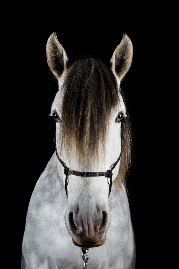 2019-11-26_PferdeFotoshooting_Jaguar_157