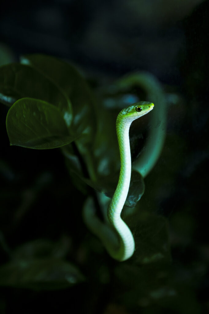 2023-04-26_ReptilienMichaelMoor_003import