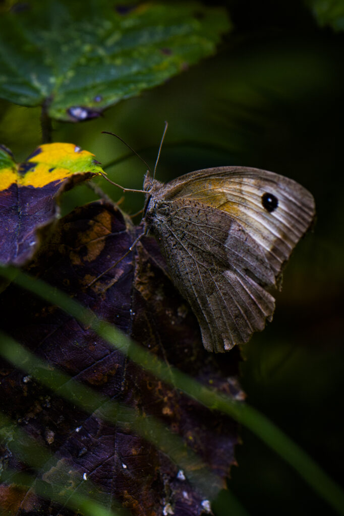 2023-08-21_Natur_006importimport