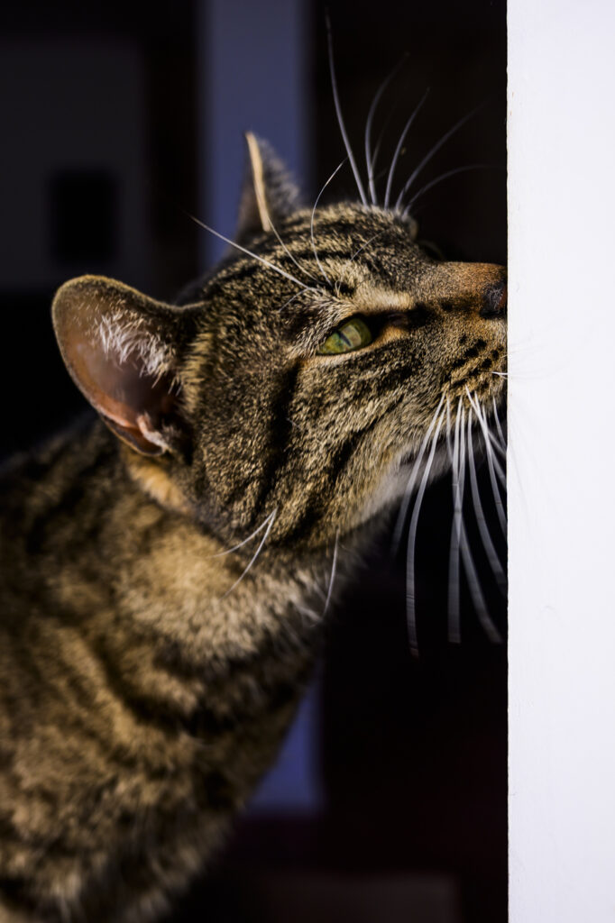 2024-02-13_Herde_Kojo&Bambam_016