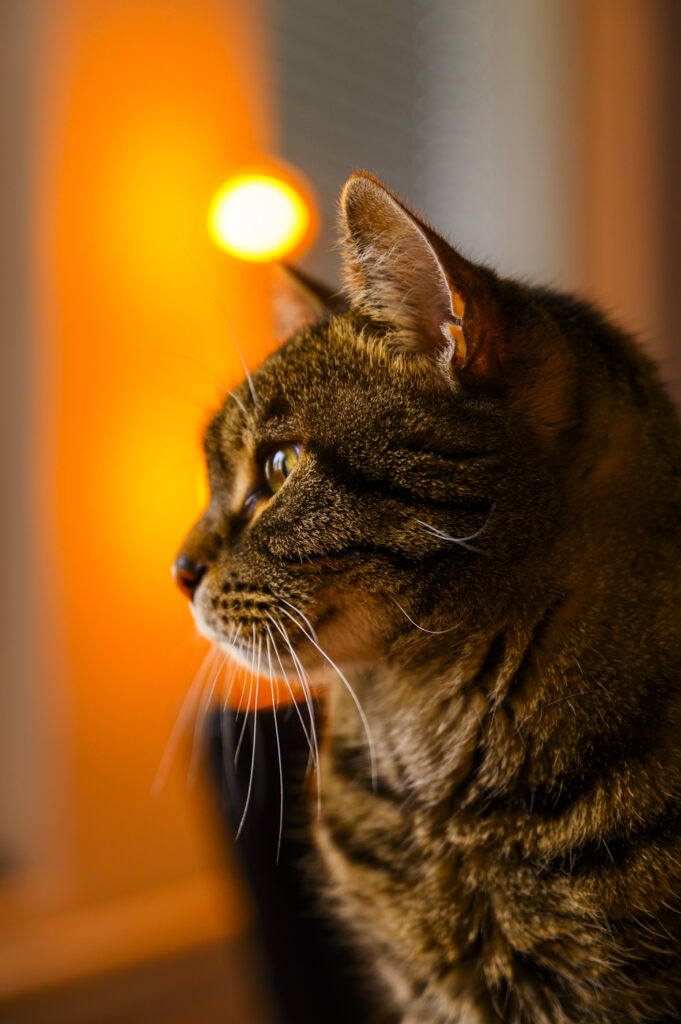 2024-10-01_Herde_010