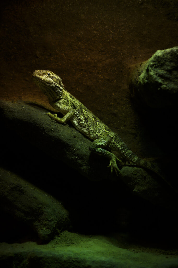 2024-10-18_Zwergbartagame_013-Bearbeitet