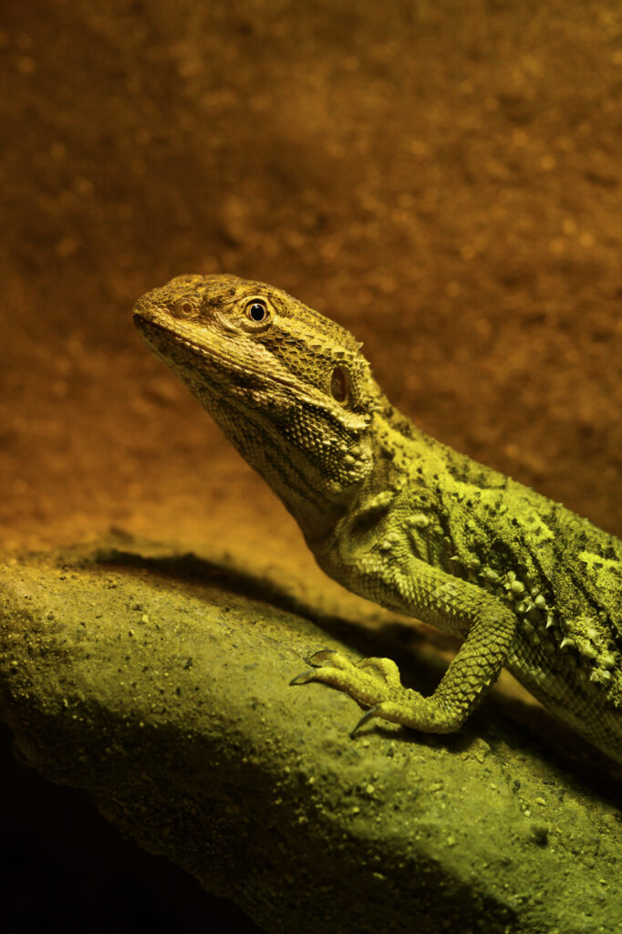 2024-10-18_Zwergbartagame_021-Bearbeitet