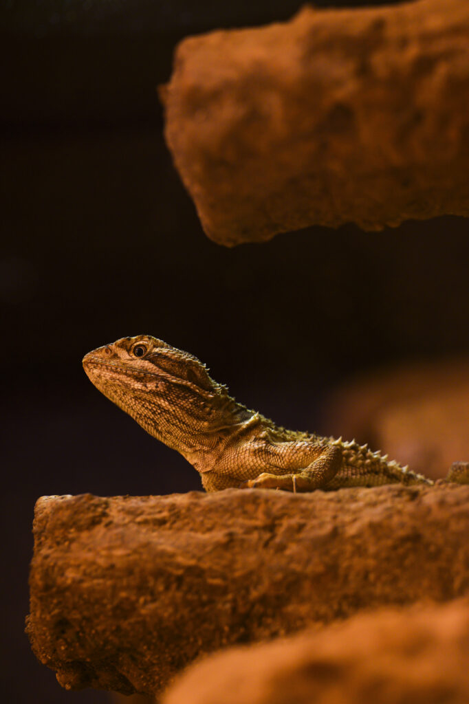 2024-10-18_Zwergbartagame_052-Bearbeitet
