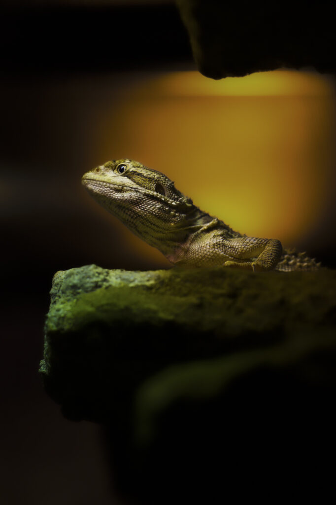 2024-10-18_Zwergbartagame_066-Bearbeitet