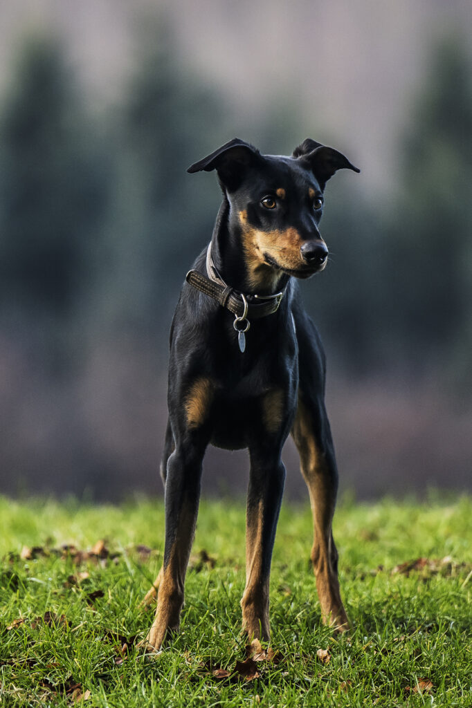 2025-02-08_Caramello_02_Feld_118-Bearbeitet