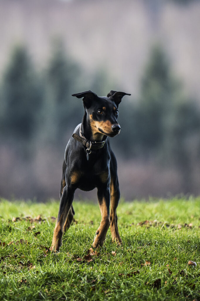 2025-02-08_Caramello_02_Feld_119-Bearbeitet