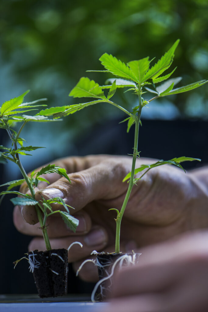 2018-07-20_KB-Production_CBD_230importa