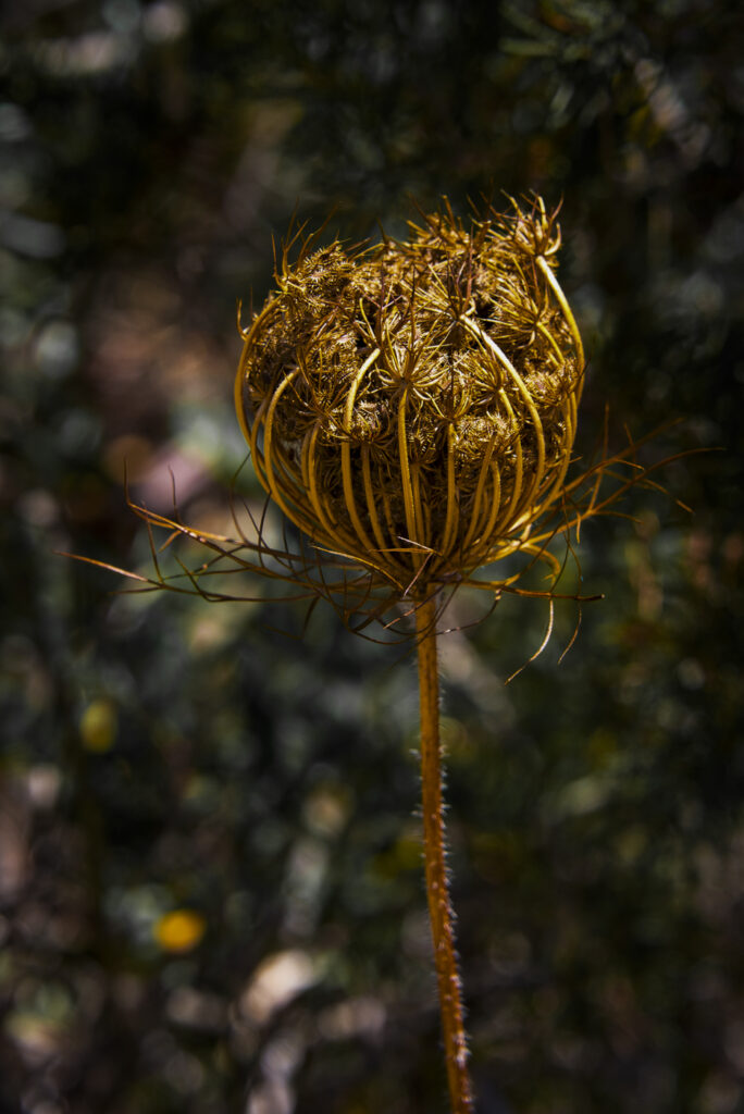 2014-07-30_Sardinien_St._Teodoro_003