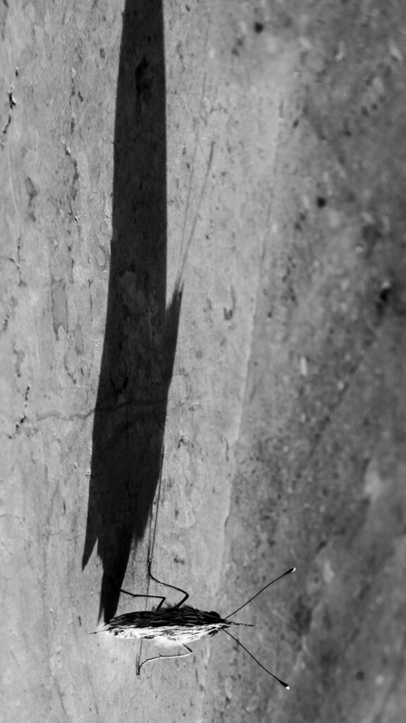 2014-08-05_Sardinien_Possada_016