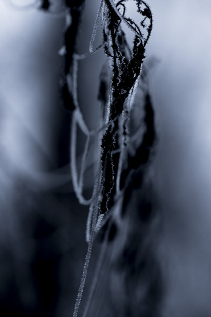 www.schickfotos.chphilip.schick