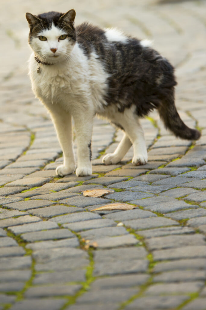 www.schickfotos.chphilip.schick