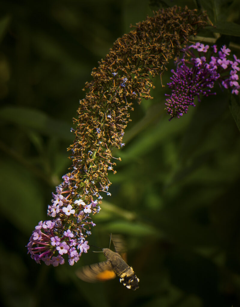 2018-08-11_Insekten_076import