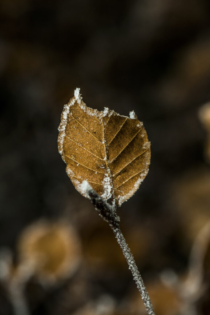 www.schickphotography.com