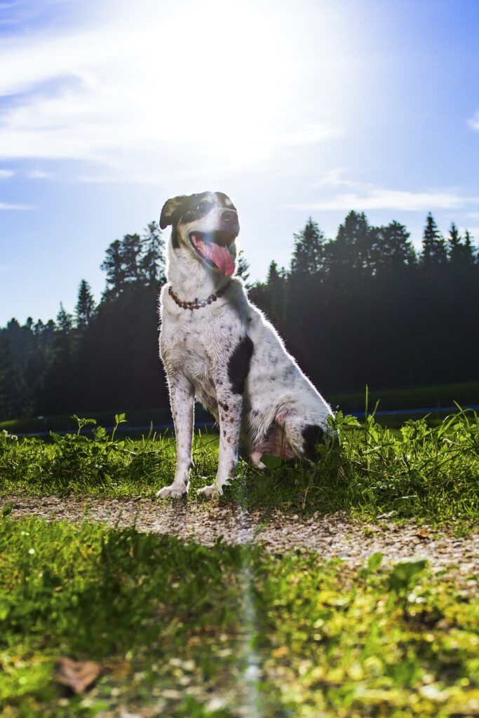 www.schickphotography.com