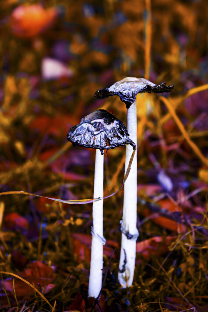 2022-10-16_Pilze