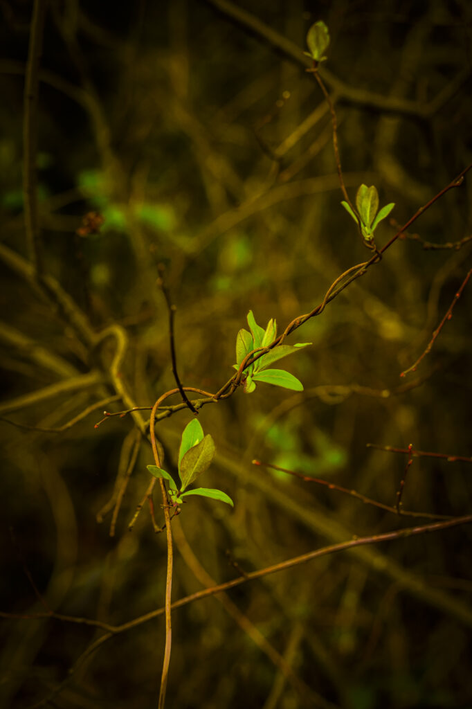 2024-03-29_Spaziergang&Natur_007