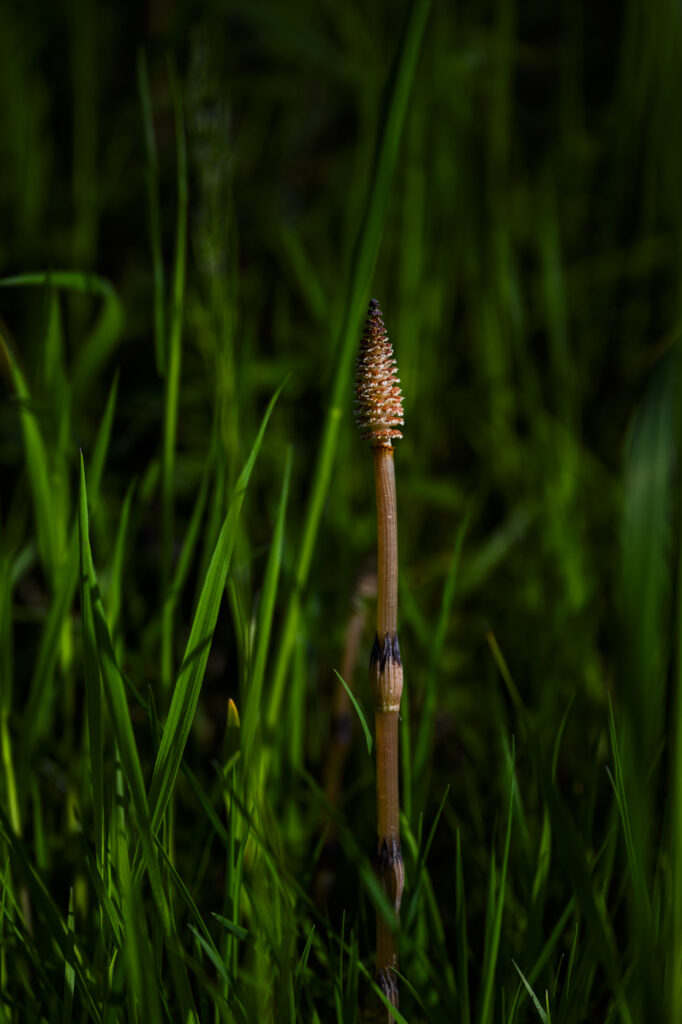 2024-04-27_Spaziergang_077