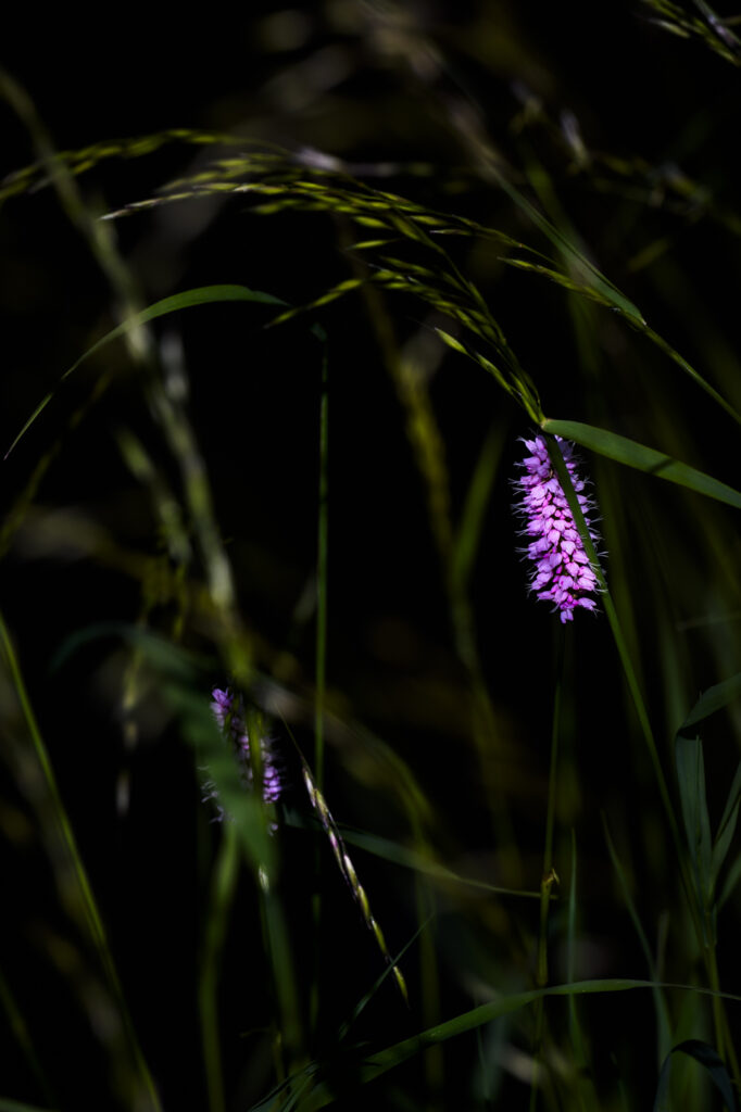 2024-05-19_Spaziergang_002